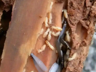爱民白蚁防治公司分享认清白蚁真面目，告别防虫认知误区